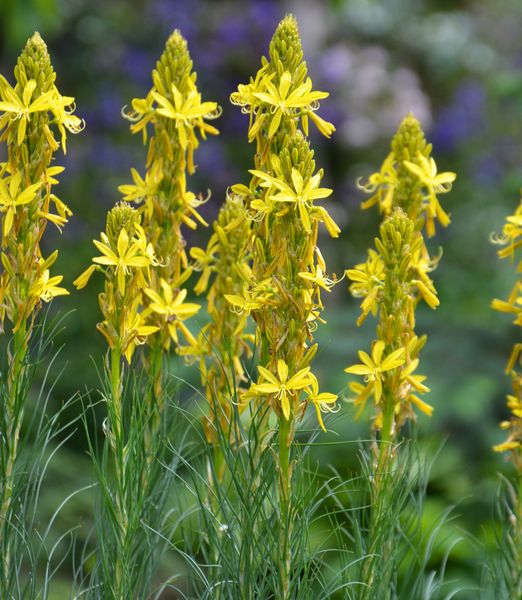 Asphodeline lutea